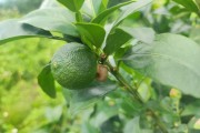 怎么預(yù)防柑橘潰瘍病蟲(chóng)害_瓜栗爛根是什么原因