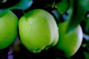 中國十大產(chǎn)區(qū)最好吃早熟柑桔盤點(diǎn)：鮮甜多汁的秋季果王來襲！