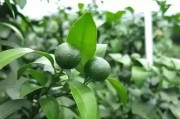 柑橘膨果期病蟲害防治_葡萄坐果后因葉面肥中毒怎么樣補(bǔ)救