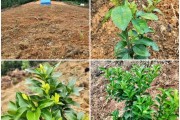 8月柑橘種植管理技術(shù)_八月份成熟的柑橘品種 8月柑橘種植管理技術(shù)_八月份成熟的柑橘品種