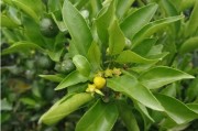 干旱天氣柑橘種植技術_柑橘樹什么季節(jié)施有機肥最適合