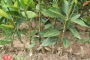 甘平柑橘種植技術(shù)6_果園怎么用有機肥