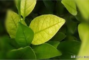 柑橘種什么防病蟲害好看_礦物油在柑桔的使用