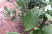 柑橘病蟲害全年防治與用藥_紅美人柑橘有病毒病用什么藥