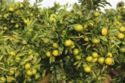 柑橘樹施工種植技術(shù)_山地種柑如何開墾