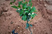 柑橘種植冬季管理技術(shù)_柑橘耐多少度低溫