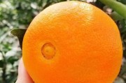 柑橘栽培生產技術有哪些方面（柑橘栽培生產技術有哪些方面的問題）