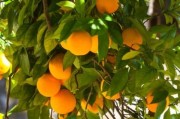 柑橘每月份種植管理技術(shù)_桔子幾月開花結(jié)果