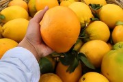 種植技術(shù)簡單的柑橘品種_柑橘哪個品種比較早熟