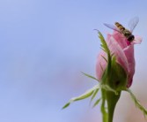沃柑種下多久開(kāi)花結(jié)果（沃柑種下多久可以施肥）