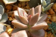 紅美人柑橘樹(shù)的病蟲(chóng)害防治_美人月季怎么修剪