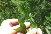 柑橘病蟲(chóng)害防治方法有哪些_柑橘果實(shí)上的白色疙瘩是什么病害 柑橘病蟲(chóng)害防治方法有哪些_柑橘果實(shí)上的白色疙瘩是什么病害