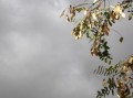 四川眉山正宗耙耙柑苗：高產(chǎn)優(yōu)質品種推薦與種植技術解析