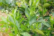 柑橘樹全年病蟲害防治方案_柑橘樹爛根怎么辦