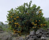 國外柑橘果樹種植先進技術(shù)_農(nóng)田種柑橘合法嗎