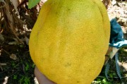 四季柑橘種植技術(shù)_動(dòng)物在四季的生命現(xiàn)象和行為方式 四季柑橘種植技術(shù)_動(dòng)物在四季的生命現(xiàn)象和行為方式