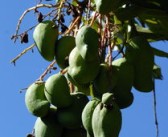 橘子樹(shù)盆栽種植技術(shù)管理方案（橘子樹(shù) 盆栽）