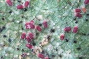 柑橘種植病蟲害及解決方案_種植柑橘如何預防潰瘍病