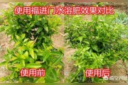 柑橘種植技術(shù)和滴灌_一棵柑橘樹(shù)澆幾斤水