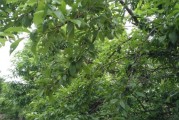 三華李柑橘種植技術(shù)_廣西產(chǎn)有什么水果