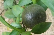 六月仙柑橘病蟲害防治_殺蟲雙噴霧柑橘會(huì)傷果皮嗎