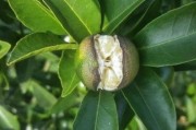 柑橘種植技術(shù)微信群_蜜源植物有哪些