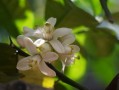 柑橘開(kāi)花慢什么病害引起（柑橘開(kāi)花期如何管理）