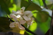柑橘開(kāi)花慢什么病害引起（柑橘開(kāi)花期如何管理）