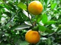 四川耙耙柑四川念法大揭秘：這個川味水果的正確發(fā)音你讀對了嗎？