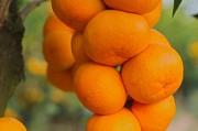 76畝柑橘種植技術(shù)視頻_橘子軟件怎么開直播