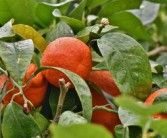 柑橘橙子開(kāi)花大量落葉怎么辦（柑橘開(kāi)花少的原因）