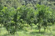 柑橘幼樹鋪地膜種植技術(shù)_廣柑樹苗哪里批發(fā)