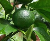 柑橘種植肥水管理技術_柑橘?；ㄓ檬裁此? title=