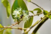 嫁接柑橘樹(shù)取什么芽？關(guān)鍵技巧與芽位選擇方法解析