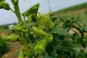 柑橘病蟲害防治工作計劃_柑橘幾月份可以打藥