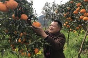 眉山柑橘幼樹種植技術(shù)_四川省哪個產(chǎn)區(qū)耙耙柑最好吃