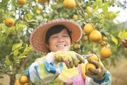 港北區(qū)柑橘種植技術(shù)_發(fā)財果沙糖桔過年前是否會漲價 港北區(qū)柑橘種植技術(shù)_發(fā)財果沙糖桔過年前是否會漲價