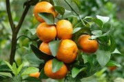 柑橘家里的種植技術(shù)_柑橘種植技術(shù)與管理教案