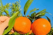 沃柑可以留在樹上多久（沃柑放的時間長了還能吃嗎?沃柑最多可以保存多久?）