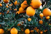有機種植柑橘技術(shù)_小葉桔的養(yǎng)殖方法