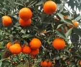 甘平柑橘保果技術(shù)有效抑制腐爛（有效抑制果實腐爛）