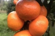 柑橘種植技術(shù)與管理殖_柑橘嫁接如何科學(xué)選擇砧木