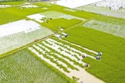 50萬畝柑橘種植技術(shù)_柑橘適合種在什么樣的土質(zhì)中呢