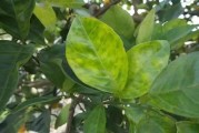柑橘病蟲害氣象預(yù)報圖_柑橘太陽果裂果高發(fā)
