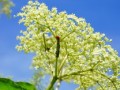 柑橘潰瘍病農(nóng)藥殺菌劑（柑橘潰瘍細(xì)菌用藥大全）
