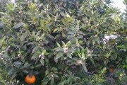創(chuàng)新了柑橘病蟲害防治技術(shù)_苯醚甲環(huán)唑能治柑橘白癩病嗎