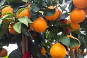 柑橘種植技術(shù)與利潤(rùn)_不知道種植什么經(jīng)濟(jì)效益最高 柑橘種植技術(shù)與利潤(rùn)_不知道種植什么經(jīng)濟(jì)效益最高