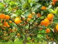 柑橘株產(chǎn)100斤現(xiàn)實嗎？專家解析高產(chǎn)目標背后的科學依據(jù)與實踐挑戰(zhàn)