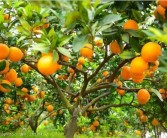 椪柑和耙耙柑（哪個(gè)更有營(yíng)養(yǎng)價(jià)值）