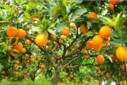 沃柑現(xiàn)在可以打青臺藥嗎（沃柑全年打藥時間表）